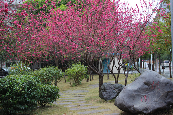 美丽校园桃李争艳又一春